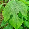 Broussonetia papyrifera - Image 2