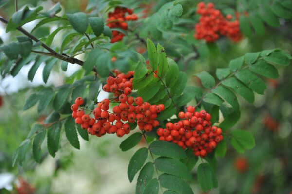 Sorbus aucuparia 'Rossica Major'