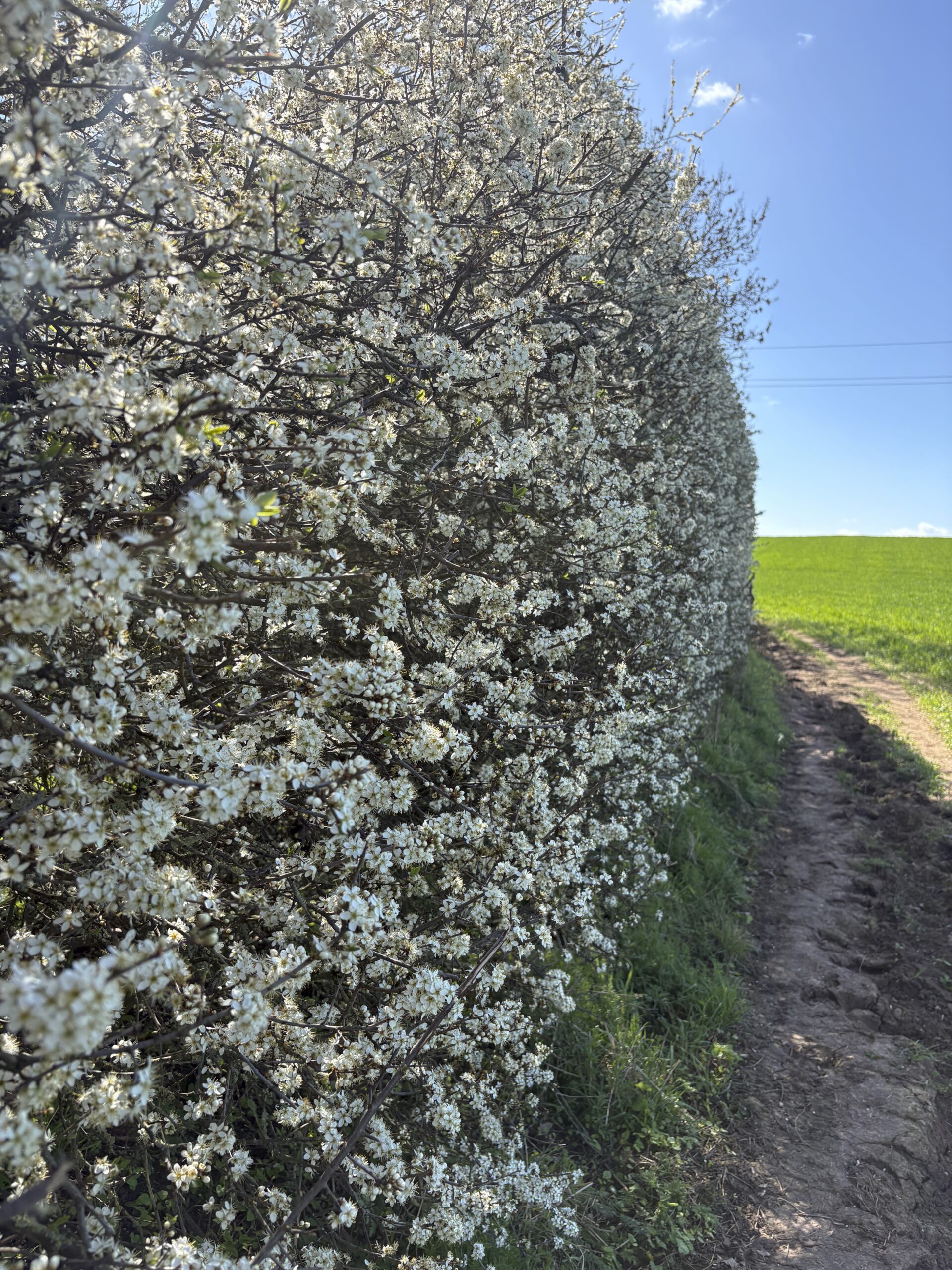 Prunus spinosa / Blackthorn