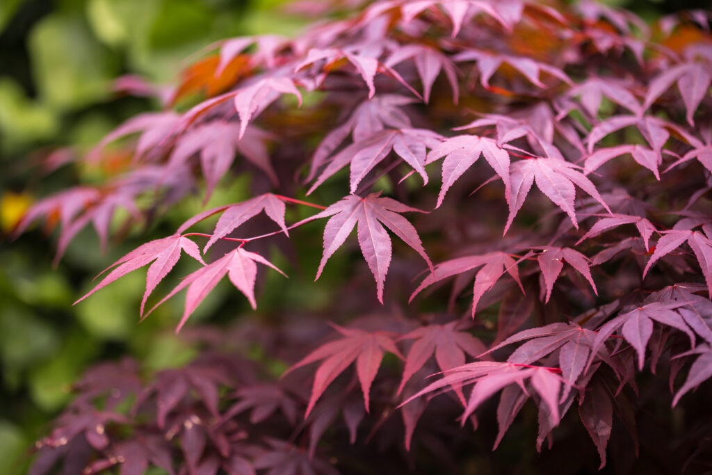 Acer Bloodgood