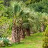 Butia capitata / Jelly Palm - Image 3