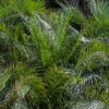 Butia capitata / Jelly Palm - Image 2