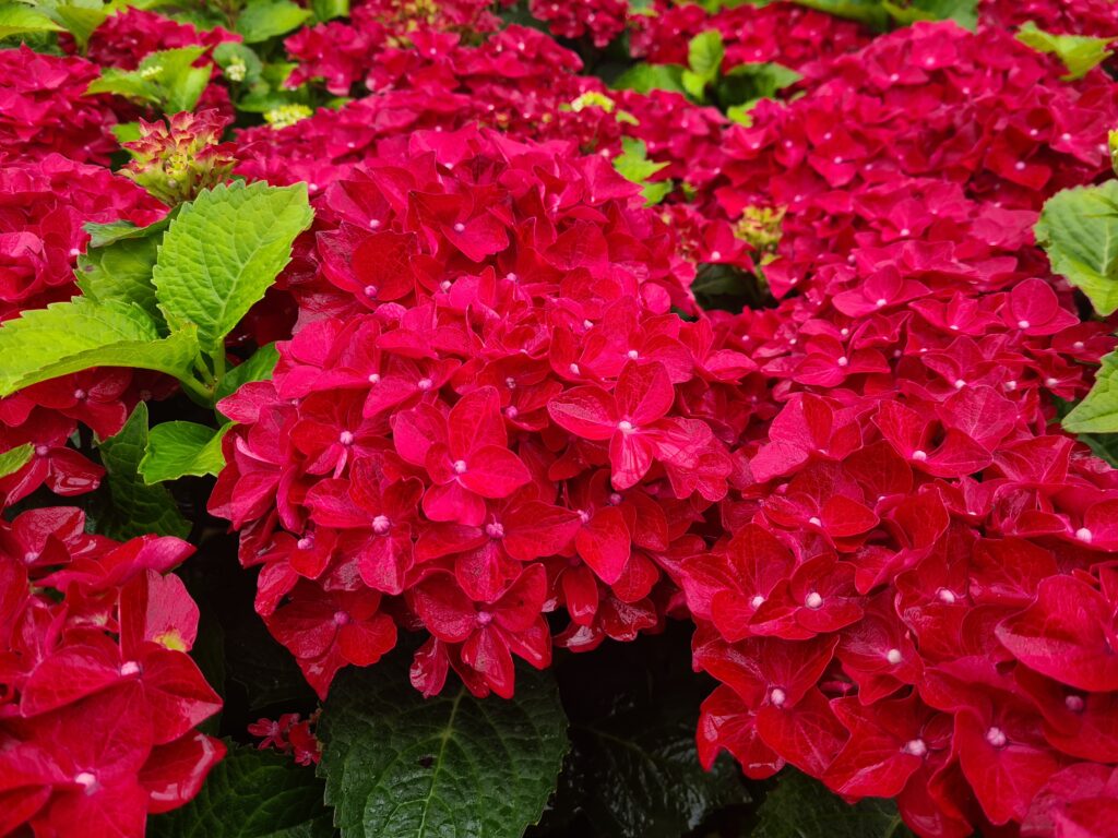 Hydrangea Firewings