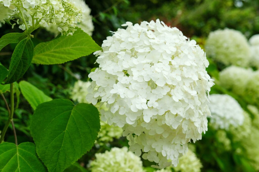 Hydrangea Strong Annabelle