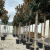 Magnolia grandiflora / Evergreen Magnolia Standard Trees - Image 2