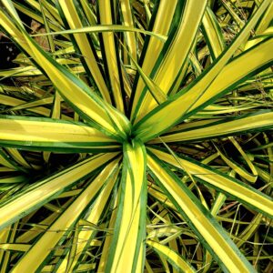 Cordyline 'Cha Cha'