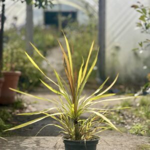 Cordyline 'Cha Cha'