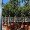 Photinia Red Robin 3/4 Standard - 45L 10-12cm girth, 1.5m clear stem