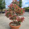 Photinia Pink Marble Pom Poms - Image 2