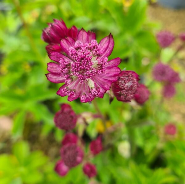 Astrantia major 'Roma'