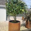 Pre-Planted - Corten Steel Atlas Pot - Pre-Planted - Corten Steel Atlas Pot