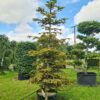 Abies nordmanniana Aurea - Image 2
