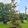 Abies nordmanniana Aurea - Image 3