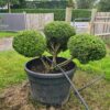 Ilex crenata Compact Specimen Bonsai - Image 2