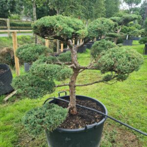Juniper Grey Owl Specimen Bonsai - Image 3