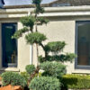 Juniperus 'grey owl' bonsai