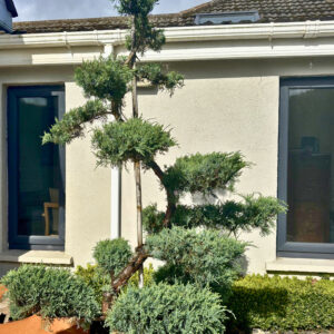 Juniperus 'grey owl' bonsai