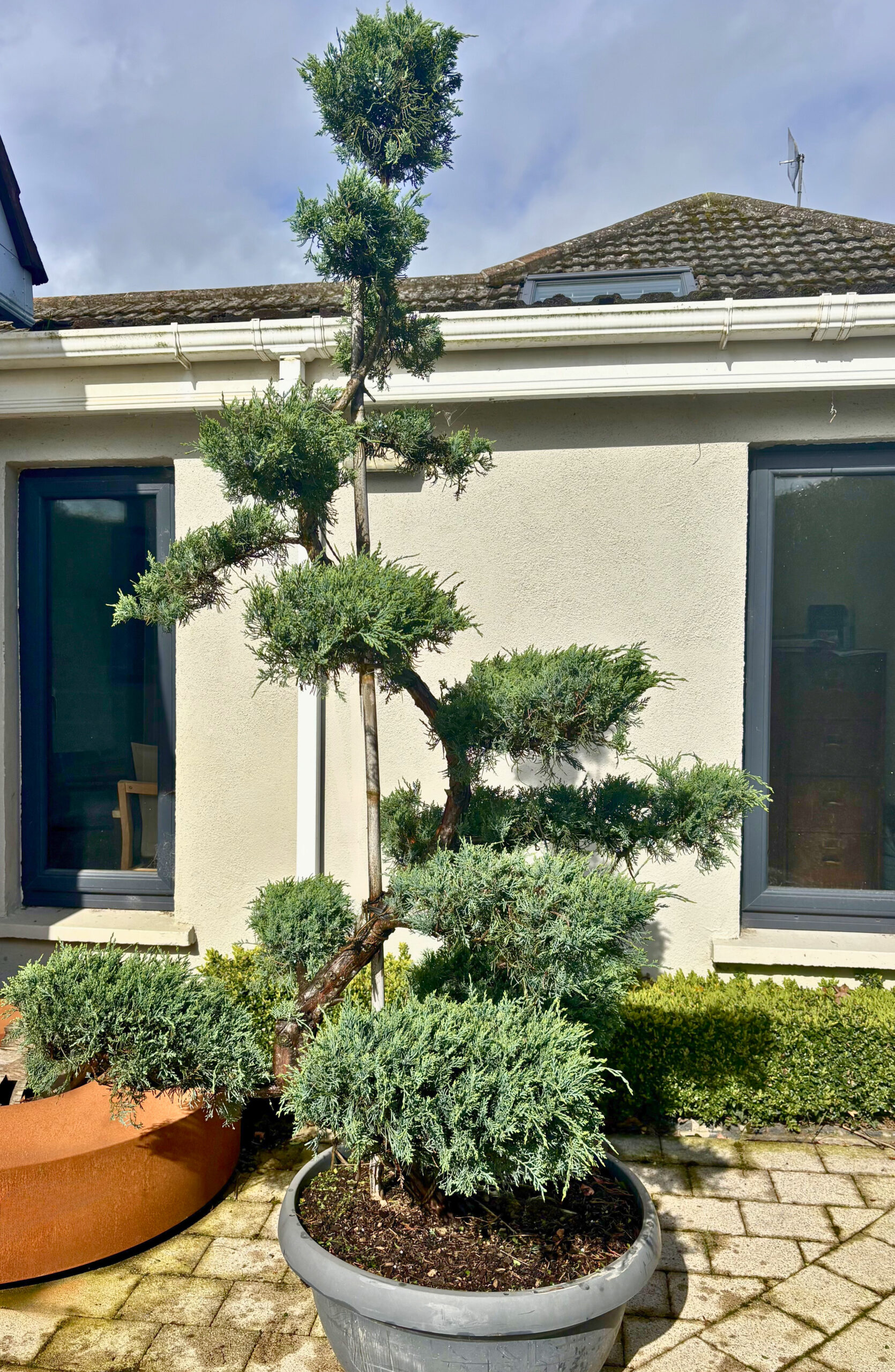 Juniperus 'grey owl' bonsai