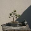 Pinus sylvestris in a Grey Pot - Miniature Bonsai Collection