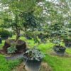 Picea pungens Koster Bonsai - Image 2