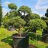 Pinus mugo 'Winter Gold' Bonsai Specimen - Image 2
