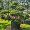 Pinus mugo 'Winter Gold' Bonsai Specimen - Image 3
