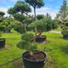Pinus parv 'Glauca' Cloud Form