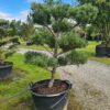 Pinus parv 'Glauca' Cloud Form - Image 2
