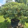 Rhododendron 'Percy Wiseman' Specimen - Image 2