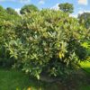 Rhododendron 'Percy Wiseman' Specimen - Image 3