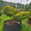 Taxus baccata Aurea / Golden Yew Pom Pom - Image 2
