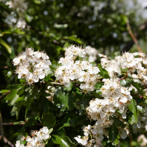 Crataegus monogyna / Common Hawthorn