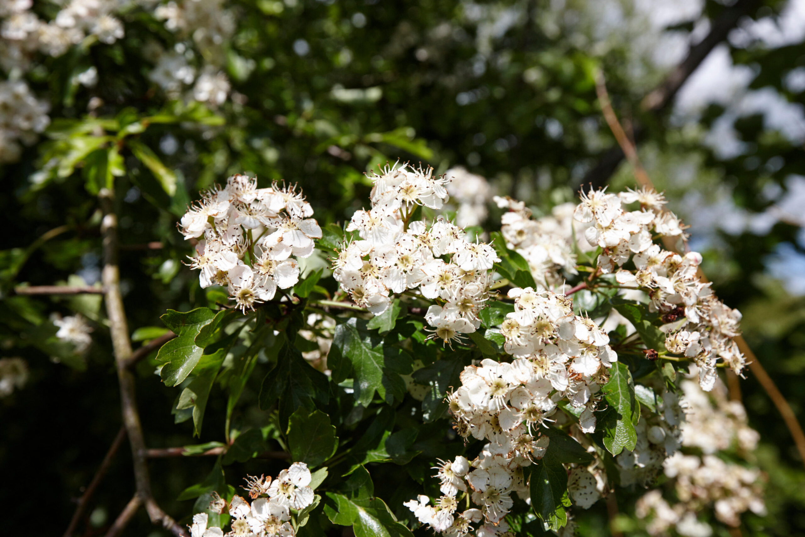 Crataegus monogyna / Common Hawthorn