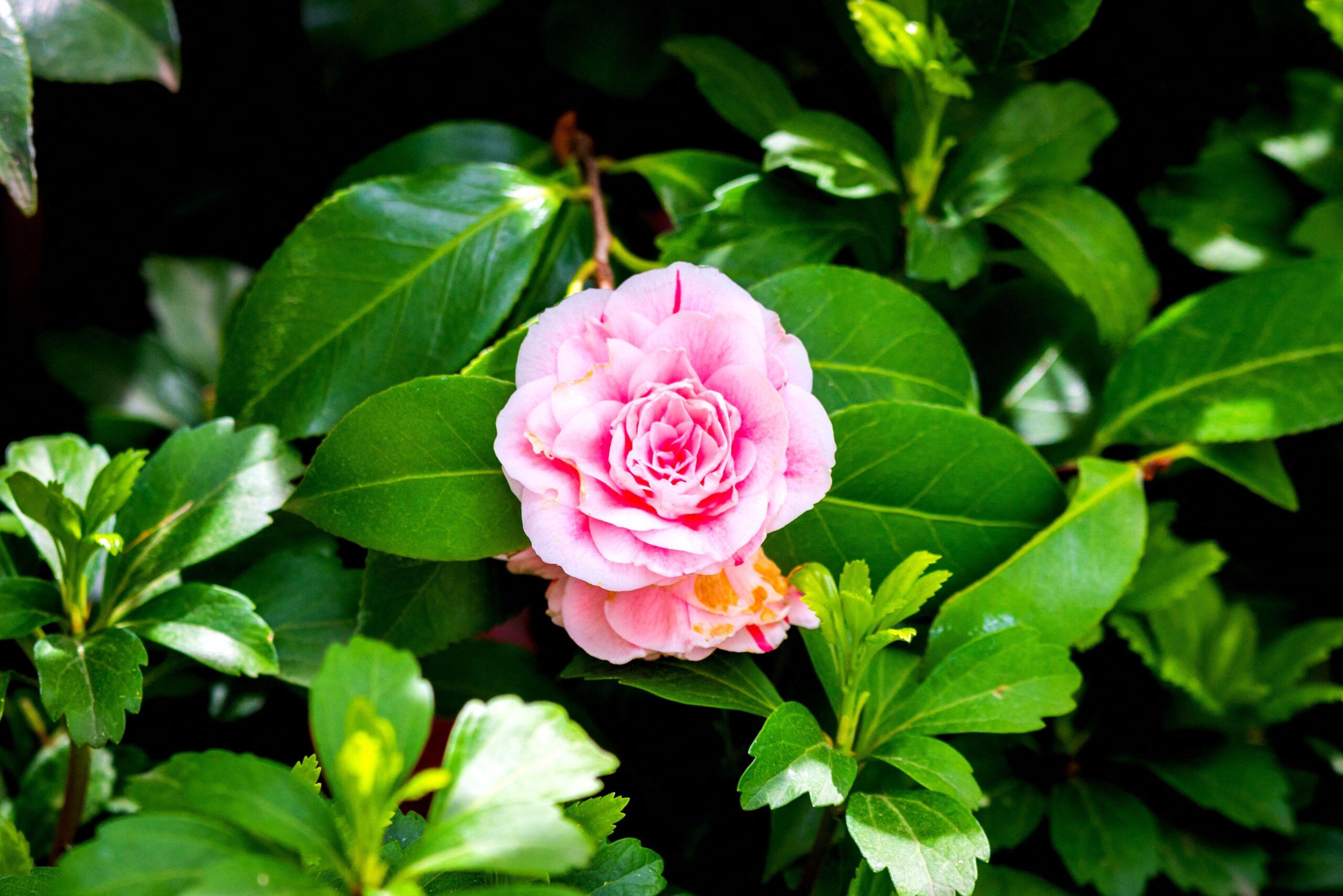 Camellia japonica ( 4 colour options )