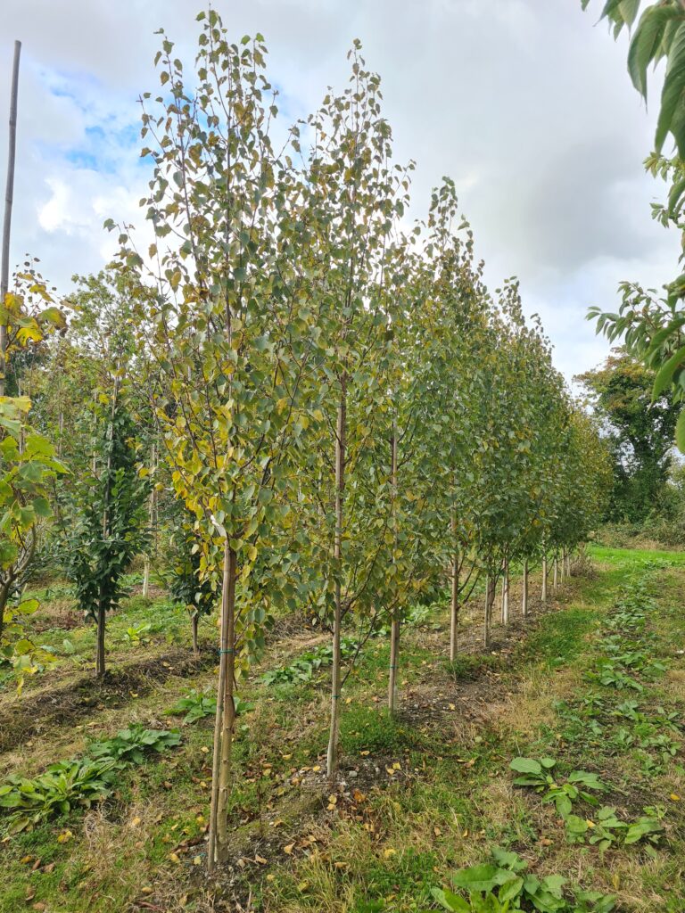 Edinburgh Rag Betula utilis Edinburgh – Caragh Nurseries