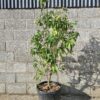 Cornus capitata - Image 2
