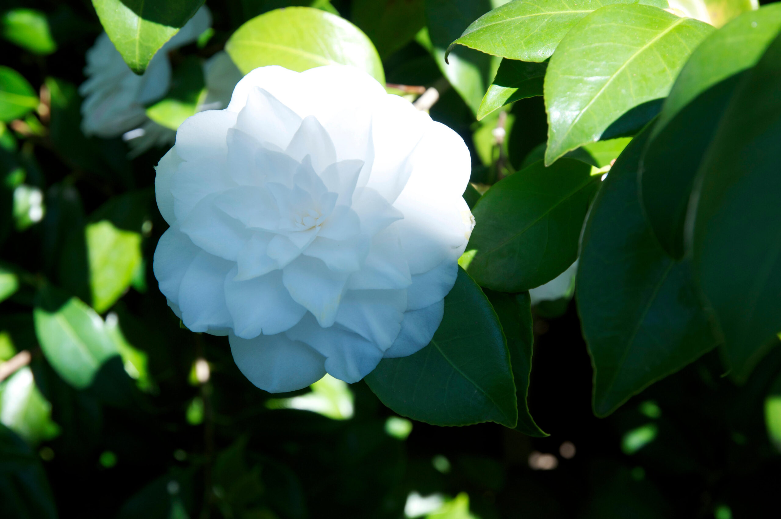 Camellia japonica ( 4 colour options ) - Image 3