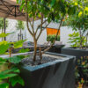 Fibreglass Buxus Planters - Image 3
