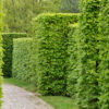 Carpinus betulus / Hornbeam Hedging - 300-350cm Column, Rootballed
