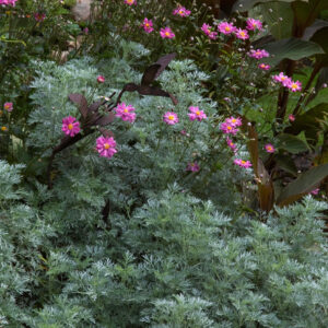 Artemisia 'Powis Castle'