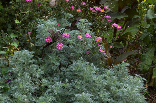 Artemisia 'Powis Castle'
