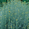 Helichrysum italicum - 1L