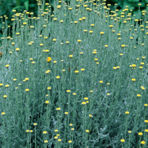 Helichrysum italicum
