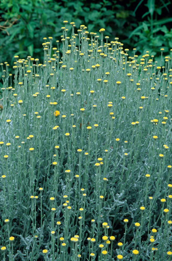Helichrysum italicum