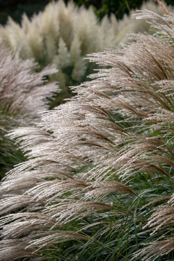 Miscanthus sin. 'flamingo'