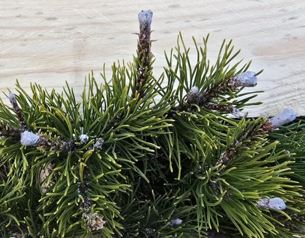 Pinus mugo