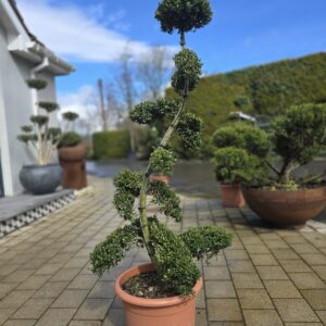 Ilex crenata 'Kinme' Bonsai