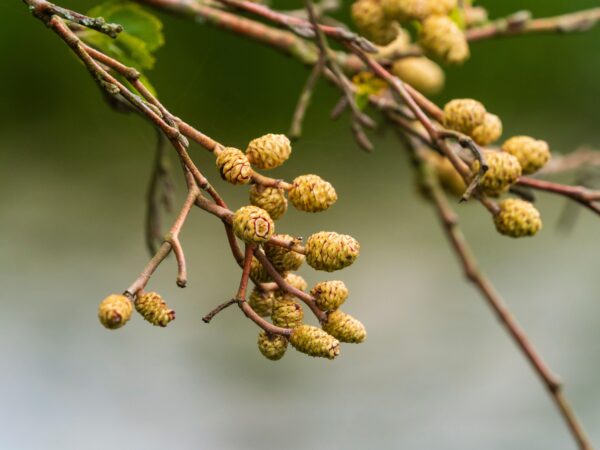 Alnus incana 'aurea' specimen multistem