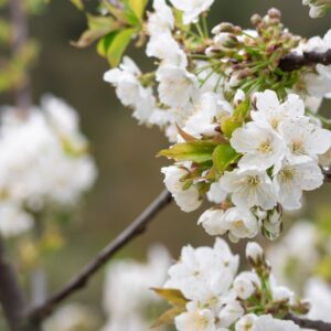 Prunus avium 'plena' specimen multistem