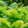 Dryopteris wallichiana– Wallich's Wood Fern - 2L